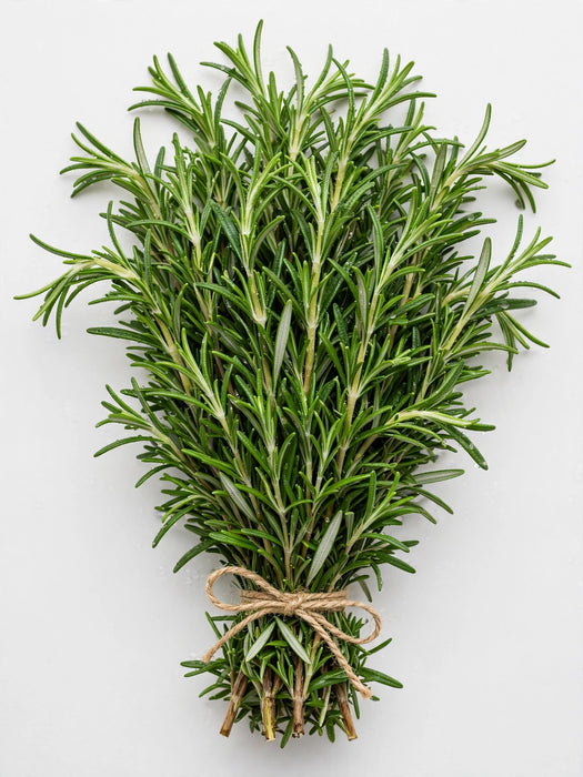 Rosemary 10BU/BX