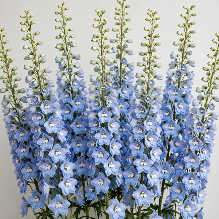 Next Day Delivery - Delphinium Hyb. Light Blue 15BU/BX
