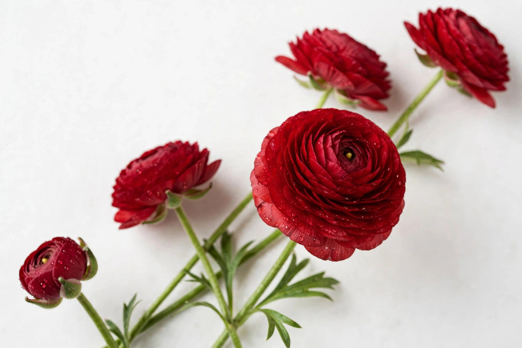Ranunculus Flower Collection - Butterfly Ranunculus Mussa Red 60-70CM (120 STEMS / BX)