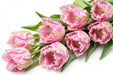 Tulip Collective - Parrot Zambesi 38Cm 36Gram - Pink - 150 Stems