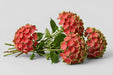 Hydrangea Classic Magical Coral Green/red 60CM 16CM - Bicolor Green-Red - 30 Stems