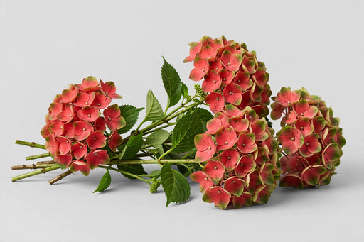 Hydrangea Classic Magical Coral Green/red 60CM 16CM - Bicolor Green-Red - 30 Stems