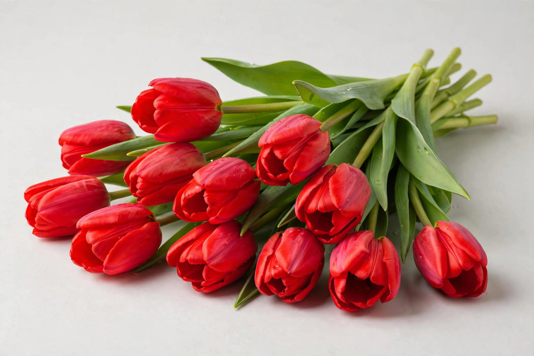 Tulip Collective - Red Mark 35cm 25gr (50 STEMS / BX)