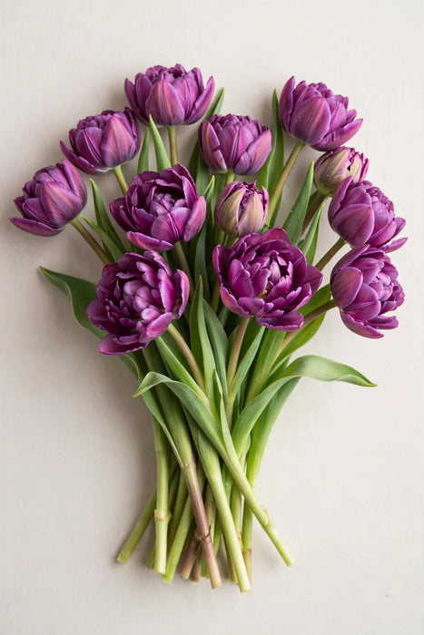 Tulip Collective - Saigon 40cm 40gr (50 STEMS / BX)