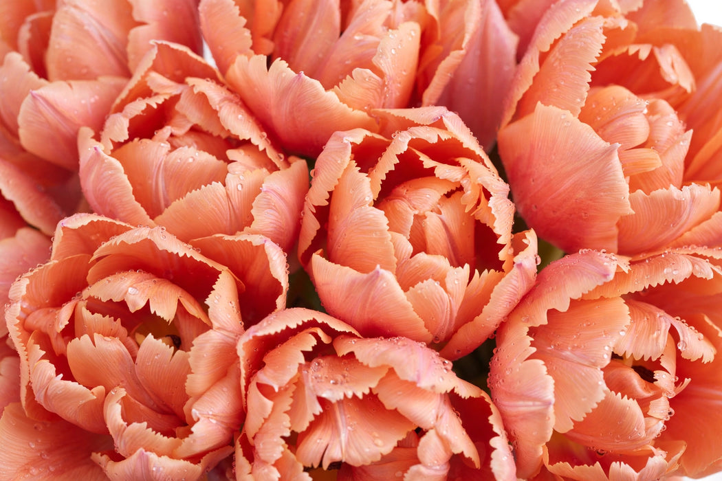 Tulip Collective - Dyed Salmonies 37Cm 35Gr - Salmon - 150 Stems