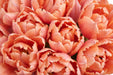 Tulip Collective - Dyed Salmonies 37Cm 35Gr - Salmon - 150 Stems
