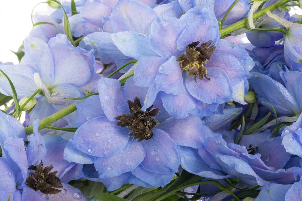 Next Day Delivery - DELPHINIUM EL DEWI BLUE STAR 110cm 5st - Blue - 60 Stems [LIMITED]