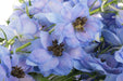 Next Day Delivery - DELPHINIUM EL DEWI BLUE STAR 110cm 5st - Blue - 60 Stems [LIMITED]