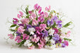 Next Day Delivery - LATHYRUS ASSORTED PREMIUM 45cm 25st - Assorted - 100 Stems [LIMITED]