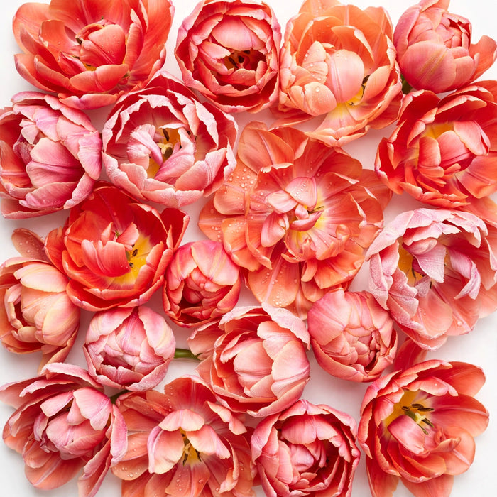 Tulip Collective - Dyed Frost Salmon 37Cm 35Gr - Salmon - 150 Stems