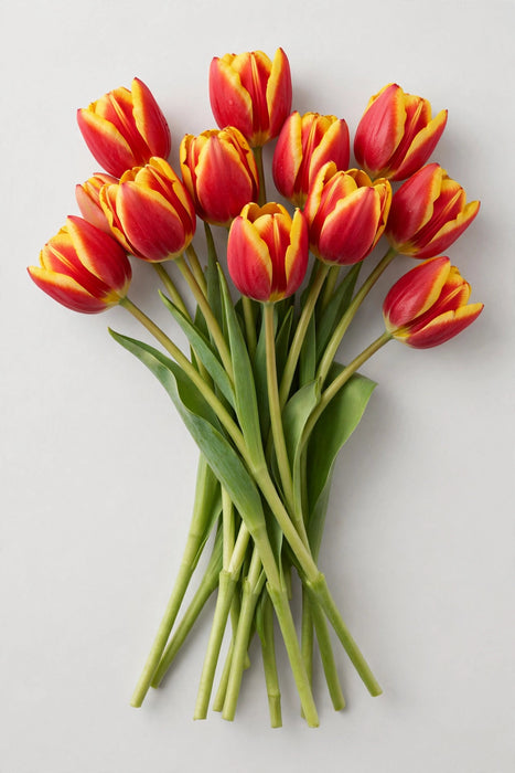Tulip Collective - Jan Seignette 35cm 25gr (50 STEMS / BX)