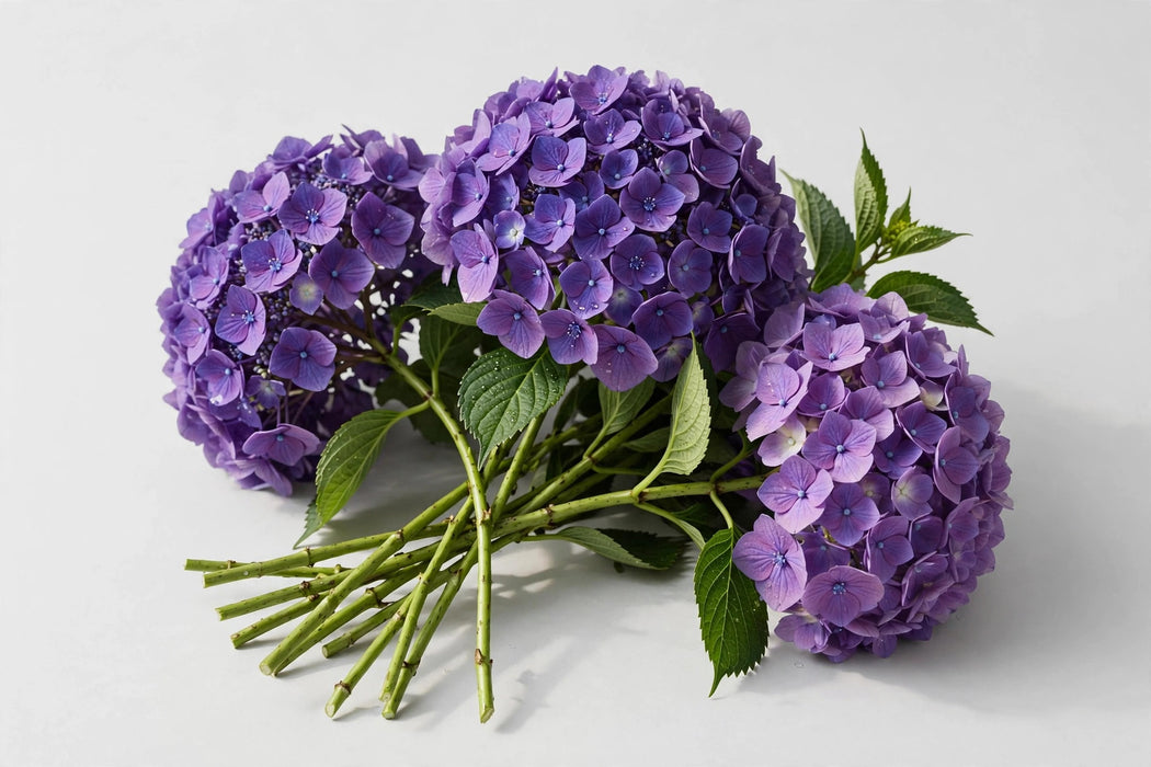 Premier Hydrangea Collection - Hydrangea Elite Purple - 30 Stems/Box