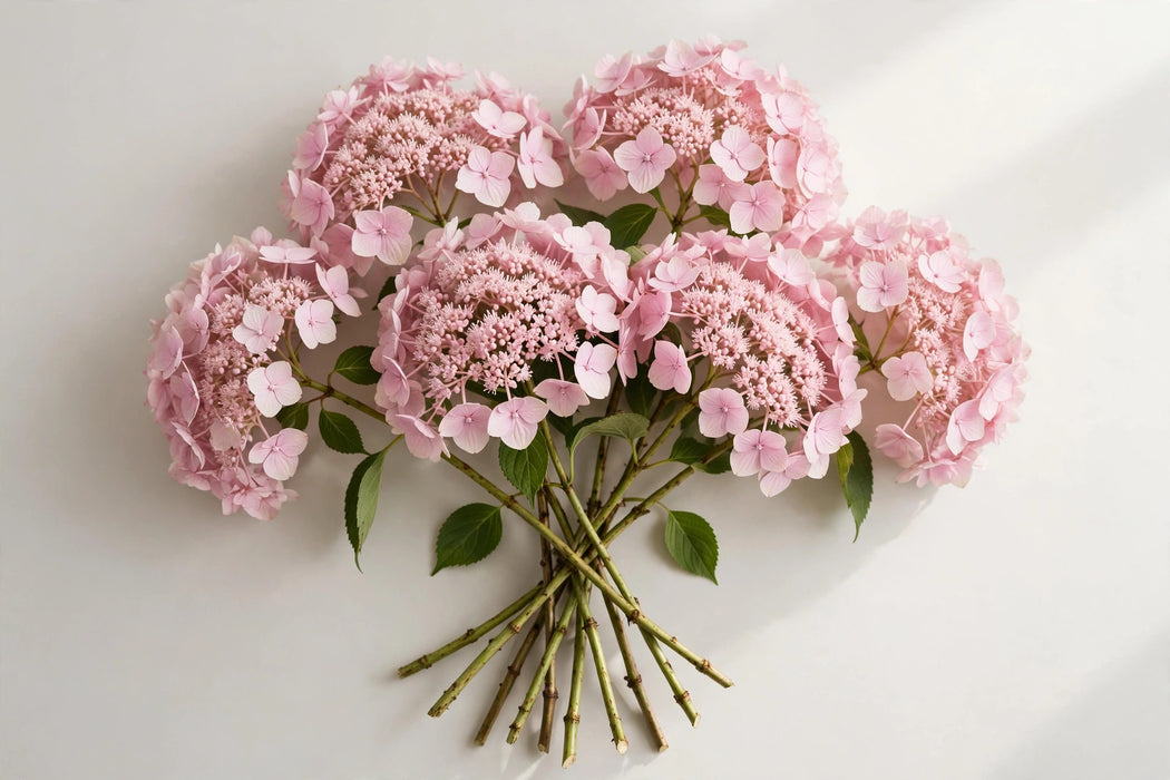 Premier Hydrangea Collection - Hydrangeas Tinted Light Pink - 40 Stems/Box