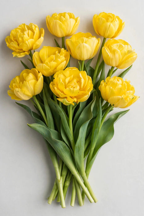 Tulip Collective - Double Trouble 40cm 35gr (50 STEMS / BX)