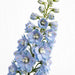 Next Day Delivery - DELPHINIUM EL PARAMO CELESTE 110cm 5st X60 - Light Blue - 60 Stems [LIMITED]