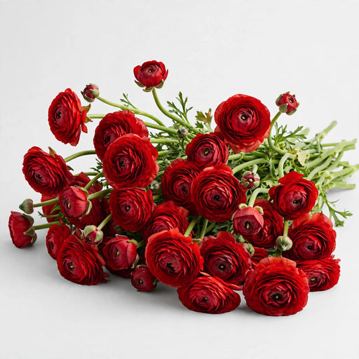 The Ranunculus Collection - Ranunculus Red 30-40CM (100 STEMS / BX)