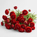 The Ranunculus Collection - Ranunculus Red 30-40CM (100 STEMS / BX)
