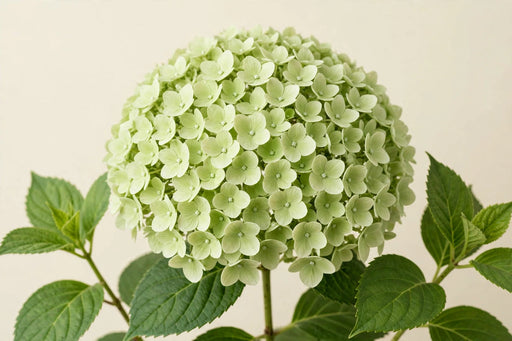 Hydrangea Classic My Matcha 50CM 16CM - Light Green - 40 Stems