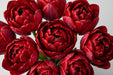 Tulip Collective - Double Reminder Ex - Red - 150 Stems