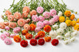 The Ranunculus Collection - Ranunculus Assorted 30 Peach 20 Light Pink 10 Orange 20 Red 10 White 10 Yellow 30-40CM (100 STEMS / BX)