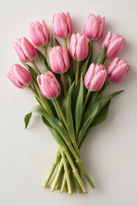 Tulip Collective - Big Love 37cm 35gr (50 STEMS / BX)