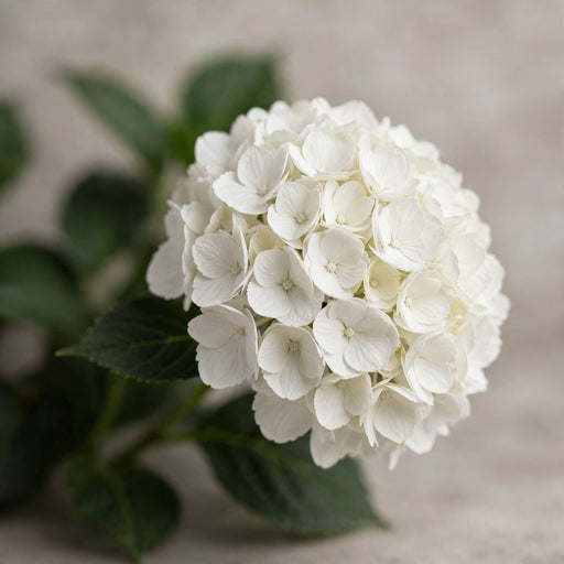 Hydrangea Royal Princess 80CM 18CM - White - 20 Stems