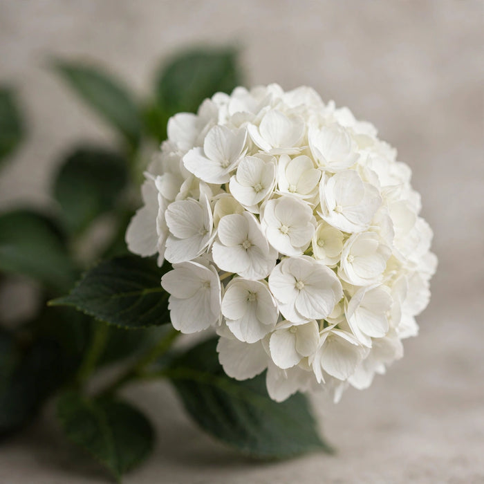 Hydrangea Royal Princess 80CM 18CM - White - 20 Stems