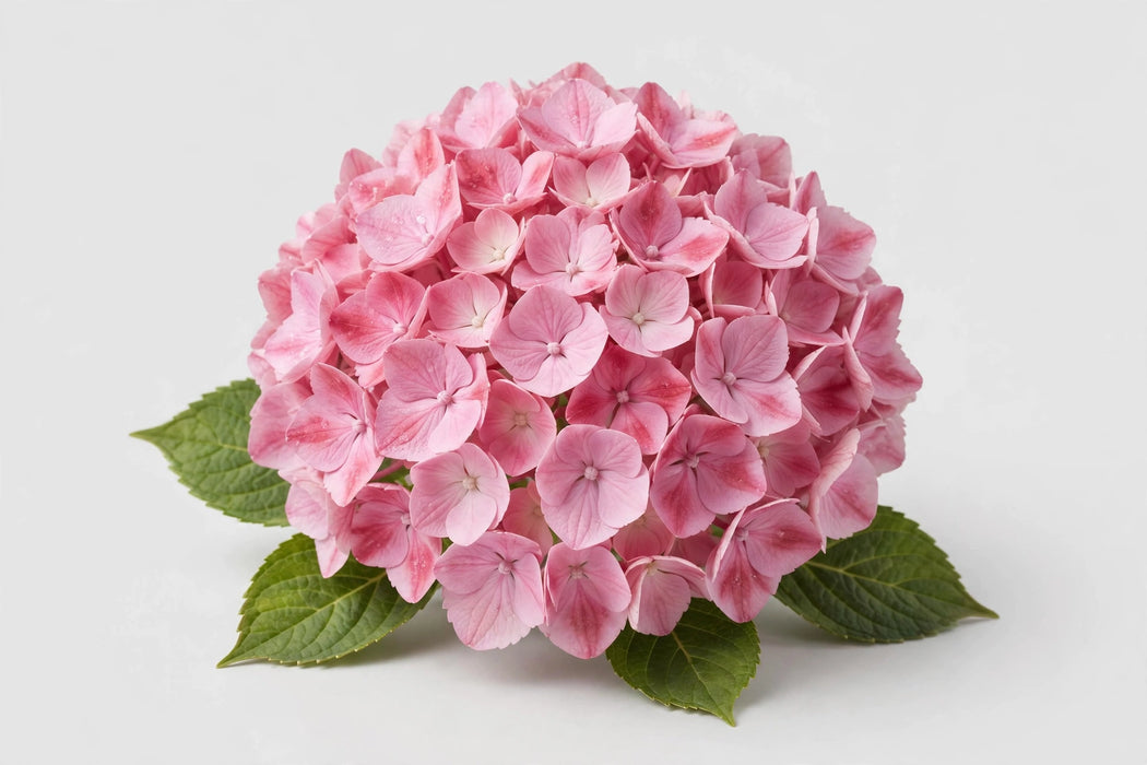 Hydrangea Classic Rodeo Old Pink 50CM 16CM - Bicolor Pink - 10 Stems