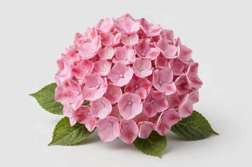 Hydrangea Classic Rodeo Old Pink 50CM 16CM - Bicolor Pink - 10 Stems