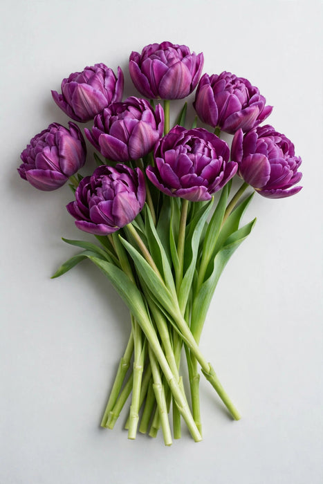 Tulip Collective - Double Saigon 40cm 40gr (50 STEMS / BX)