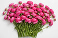 The Ranunculus Collection - Ranunculus Hot Pink 50-60CM (100 STEMS / BX)