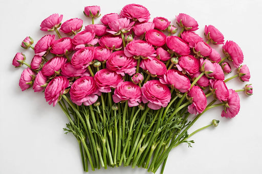 The Ranunculus Collection - Ranunculus Hot Pink 50-60CM (100 STEMS / BX)