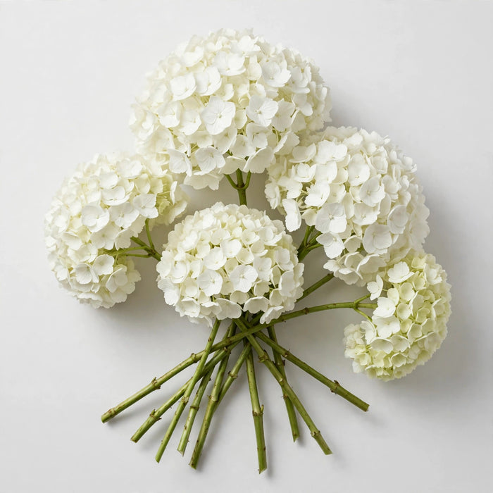 Premier Hydrangea Collection - Hydrangea White Premium 30ST/BX