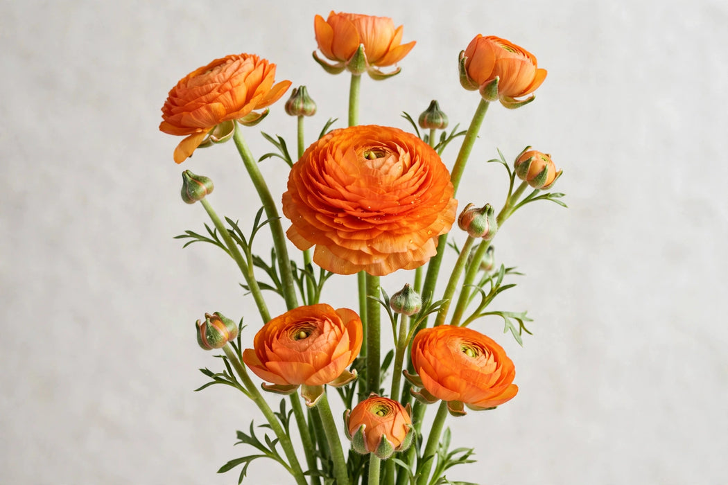 Ranunculus Flower Collection - Ranunculus Orange 30-40CM (120 STEMS / BX)