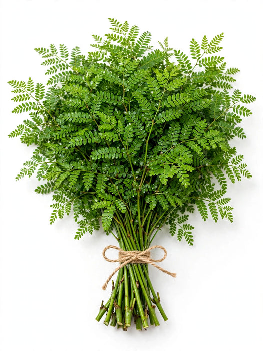 Aralia Green Jr - 50 Bunches/Box