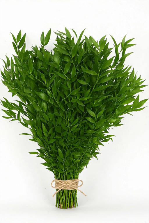 Ruscus Italian 150GR. 15BU/BX