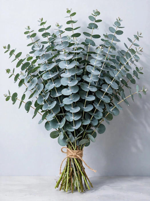Baby Blue Eucalyptus - 8 Bunches/Box