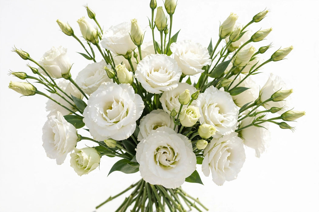 Next Day Delivery - LISIANTHUS DBL ECHO PURE WHITE 70cm 4-6 BL 10st - White - 80 Stems [Limited]
