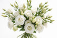 Next Day Delivery - LISIANTHUS DBL ECHO PURE WHITE 70cm 4-6 BL 10st - White - 80 Stems [Limited]
