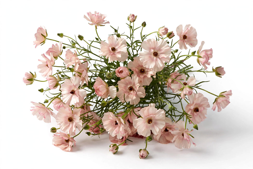 Next Day Delivery - RANUNCULUS BUTTERFLY HERA 60cm 10st - Blush - 120 Stems [LIMITED]