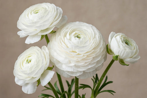 Ranunculus Flower Collection - Butterfly Ranunculus Graces White 60-70CM (120 STEMS / BX)