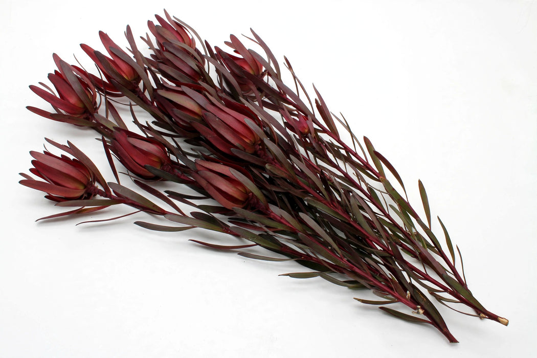 Next Day Delivery - LEUCADENDRON JUBILEE CROWN 50cm 10st x150 - Red - 150 Stems [LIMITED]