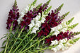 Next Day Delivery - Snap Burgundy/White Mix 90CM 14BU/BX