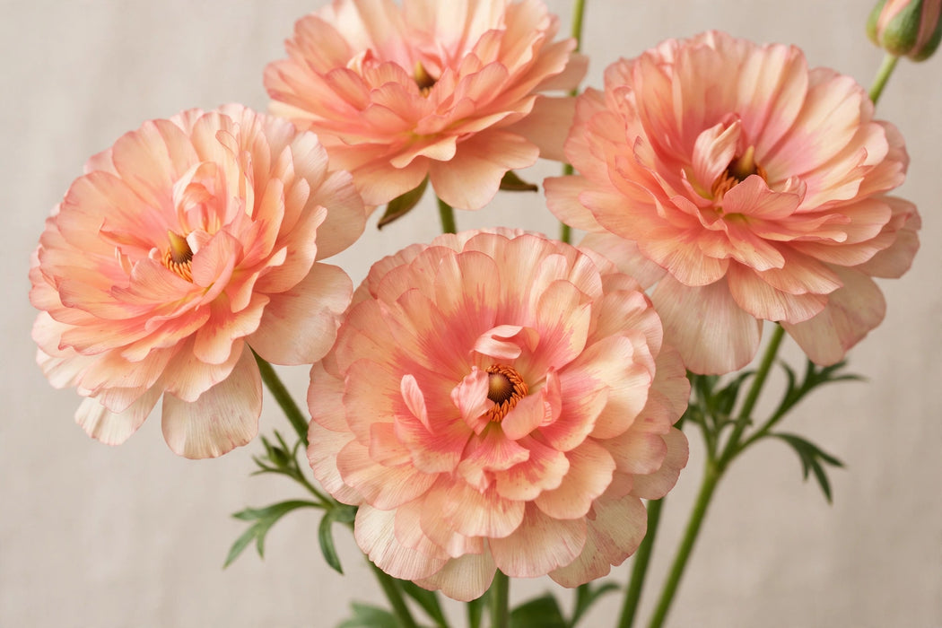 Ranunculus Flower Collection - Butterfly Ranunculus Eris Peach 60-70CM (120 STEMS / BX)
