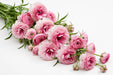 Next Day Delivery - Butterfly Ranunculus Pink Hera 40-50 cm - 120 Stems [LIMITED]