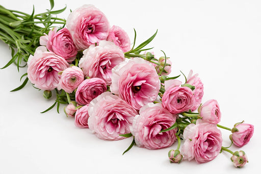 Next Day Delivery - Butterfly Ranunculus Pink Hera 40-50 cm - 120 Stems [LIMITED]
