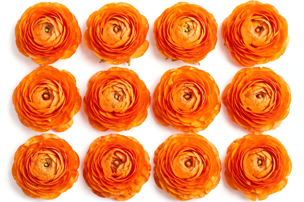 Ranunculus Flower Collection - Ranunculus Orange 50-60CM (120 STEMS / BX)