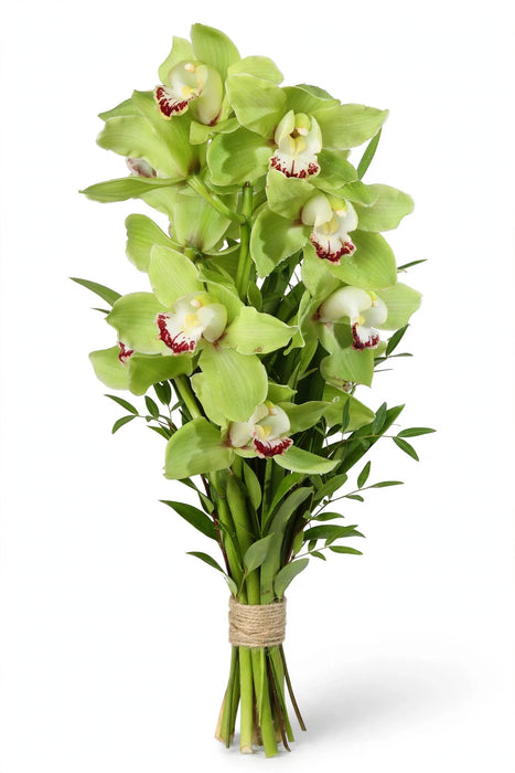 9-12bl Cymbidium Green 60cm - 10 Stems/Box