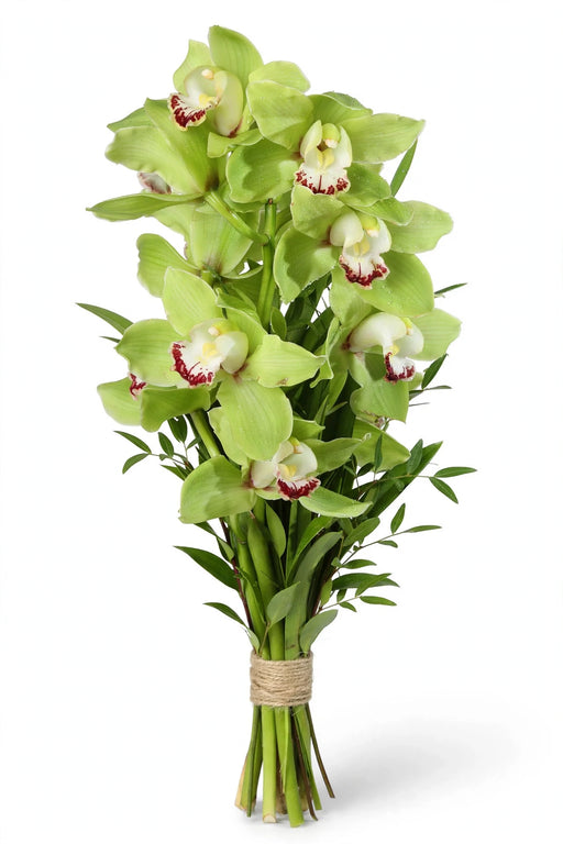 Cymbidium Green 60CM 10ST/BX 9-12BL