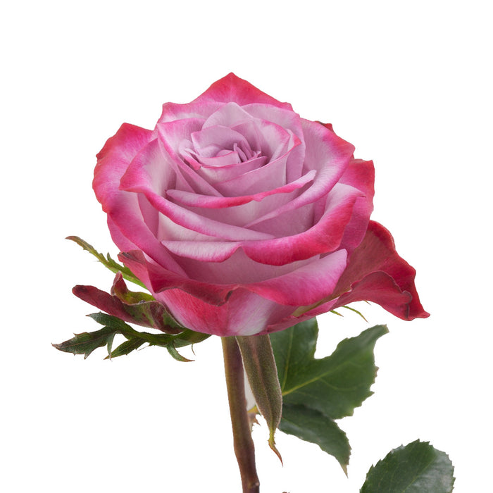 Smart Buy $2.25/Stem Farm Direct DEEP PURPLE (100 STEMS) - U.S. Delivery Coast to Coast.